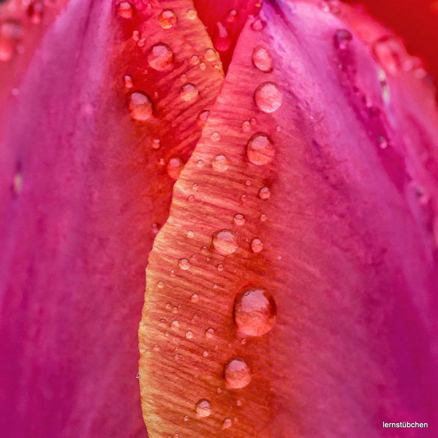 Regentropfen auf Tulpen.jpeg